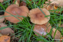 Pilze-Norden-Am-Moortief-16.10.2019-5