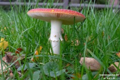 Pilze-Norden-Am-Moortief-16.10.2019-6