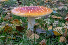 Pilze-Norden-Am-Moortief-16.10.2019-7