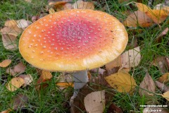 Pilze-Norden-Am-Moortief-16.10.2019-8