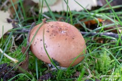 Pilze-Norden-Am-Moortief-16.10.2019-9