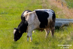 Radtour-Hage-Breiter-Weg-Ostermarsch-Luetetsburg-18.6.2023-24