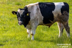 Radtour-Hage-Breiter-Weg-Ostermarsch-Luetetsburg-18.6.2023-26