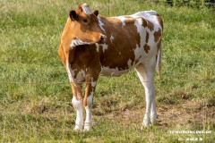 Radtour-Hage-Breiter-Weg-Ostermarsch-Luetetsburg-18.6.2023-28