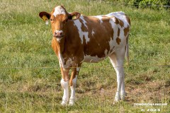 Radtour-Hage-Breiter-Weg-Ostermarsch-Luetetsburg-18.6.2023-30