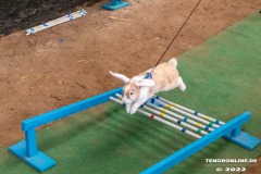 Rassekaninchenschau-RKZV-I52-Norden-Welsh-A-Gestuet-Siemers-Leybuchtpolder-04.09.2022-10