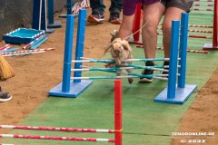 Rassekaninchenschau-RKZV-I52-Norden-Welsh-A-Gestuet-Siemers-Leybuchtpolder-04.09.2022-13