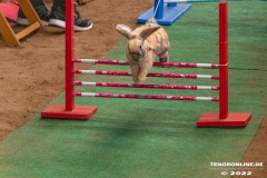 Rassekaninchenschau-RKZV-I52-Norden-Welsh-A-Gestuet-Siemers-Leybuchtpolder-04.09.2022-14