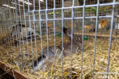 Rassekaninchenschau-RKZV-I52-Norden-Welsh-A-Gestuet-Siemers-Leybuchtpolder-04.09.2022-23