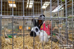 Rassekaninchenschau-RKZV-I52-Norden-Welsh-A-Gestuet-Siemers-Leybuchtpolder-04.09.2022-24