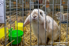 Rassekaninchenschau-RKZV-I52-Norden-Welsh-A-Gestuet-Siemers-Leybuchtpolder-04.09.2022-25