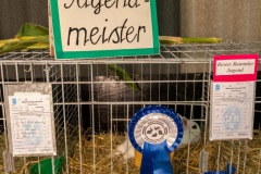 Rassekaninchenschau-RKZV-I52-Norden-Welsh-A-Gestuet-Siemers-Leybuchtpolder-04.09.2022-31