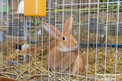 Rassekaninchenschau-RKZV-I52-Norden-Welsh-A-Gestuet-Siemers-Leybuchtpolder-04.09.2022-33