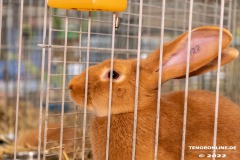 Rassekaninchenschau-RKZV-I52-Norden-Welsh-A-Gestuet-Siemers-Leybuchtpolder-04.09.2022-34