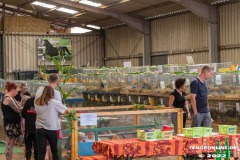 Rassekaninchenschau-RKZV-I52-Norden-Welsh-A-Gestuet-Siemers-Leybuchtpolder-04.09.2022-4