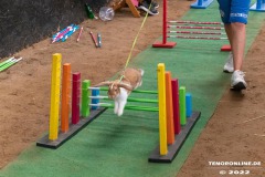 Rassekaninchenschau-RKZV-I52-Norden-Welsh-A-Gestuet-Siemers-Leybuchtpolder-04.09.2022-6