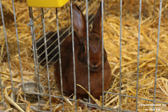 Rassekaninchenschau-RKZV-I52-Norden-Siemers-Leybuchtpolder-11.8.2019-31