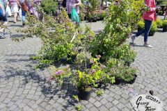 Rosenmarkt_2017_9