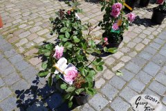 Rosenmarkt_2017_27