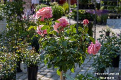 Rosenmarkt-Stadt-Norden-Ostfriesland-11.6.2023-11