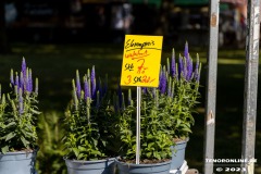 Rosenmarkt-Stadt-Norden-Ostfriesland-11.6.2023-15