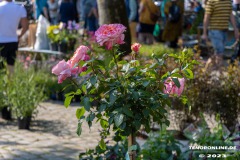 Rosenmarkt-Stadt-Norden-Ostfriesland-11.6.2023-49