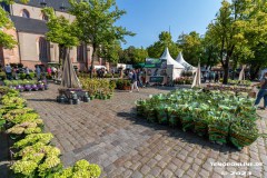Rosenmarkt-Stadt-Norden-Ostfriesland-Ultraweitwinkel-11.6.2023-12