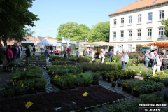 Rosenmarkt-Norden-Marktplatz-16.6.2019-12