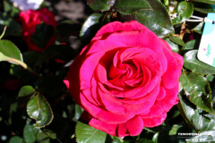 Rosenmarkt-Norden-Marktplatz-16.6.2019-25