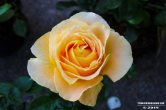 Rosenmarkt-Norden-Marktplatz-16.6.2019-26