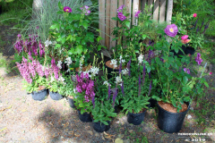 Rosenmarkt-Norden-Marktplatz-16.6.2019-27