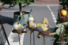 Rosenmarkt-Norden-Marktplatz-16.6.2019-3