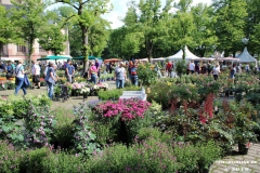 Rosenmarkt-Norden-Marktplatz-16.6.2019-33