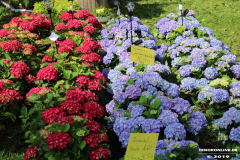 Rosenmarkt-Norden-Marktplatz-16.6.2019-34