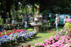 Rosenmarkt-Norden-Marktplatz-16.6.2019-35