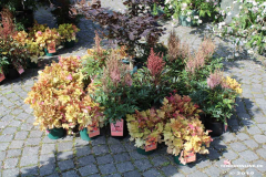 Rosenmarkt-Norden-Marktplatz-16.6.2019-46