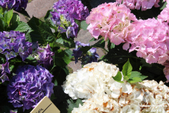 Rosenmarkt-Norden-Marktplatz-16.6.2019-55