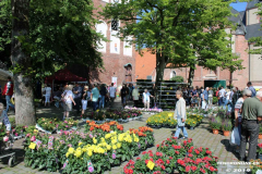 Rosenmarkt-Norden-Marktplatz-16.6.2019-56