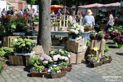 Rosenmarkt-Norden-Marktplatz-16.6.2019-57