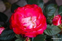 Rosenmarkt-Norden-Marktplatz-16.6.2019-8