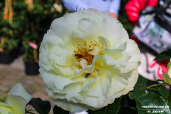 Rosenmarkt-Norden-Marktplatz-16.6.2019-9