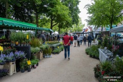 Rosenmarkt-Stadt-Norden-15.6.2025-19