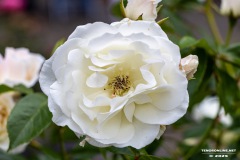 Rosenmarkt-Stadt-Norden-15.6.2025-24