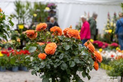 Rosenmarkt-Stadt-Norden-15.6.2025-25