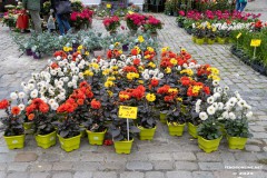 Rosenmarkt-Stadt-Norden-15.6.2025-26