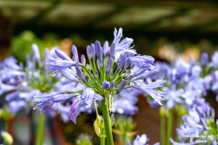 Rosenmarkt-Stadt-Norden-15.6.2025-53