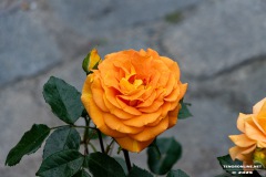 Rosenmarkt-Stadt-Norden-15.6.2025-66