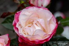 Rosenmarkt-Stadt-Norden-15.6.2025-67