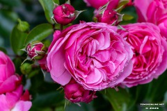 Rosenmarkt-Stadt-Norden-15.6.2025-68