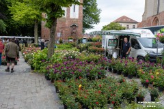 Rosenmarkt-Stadt-Norden-15.6.2025-7